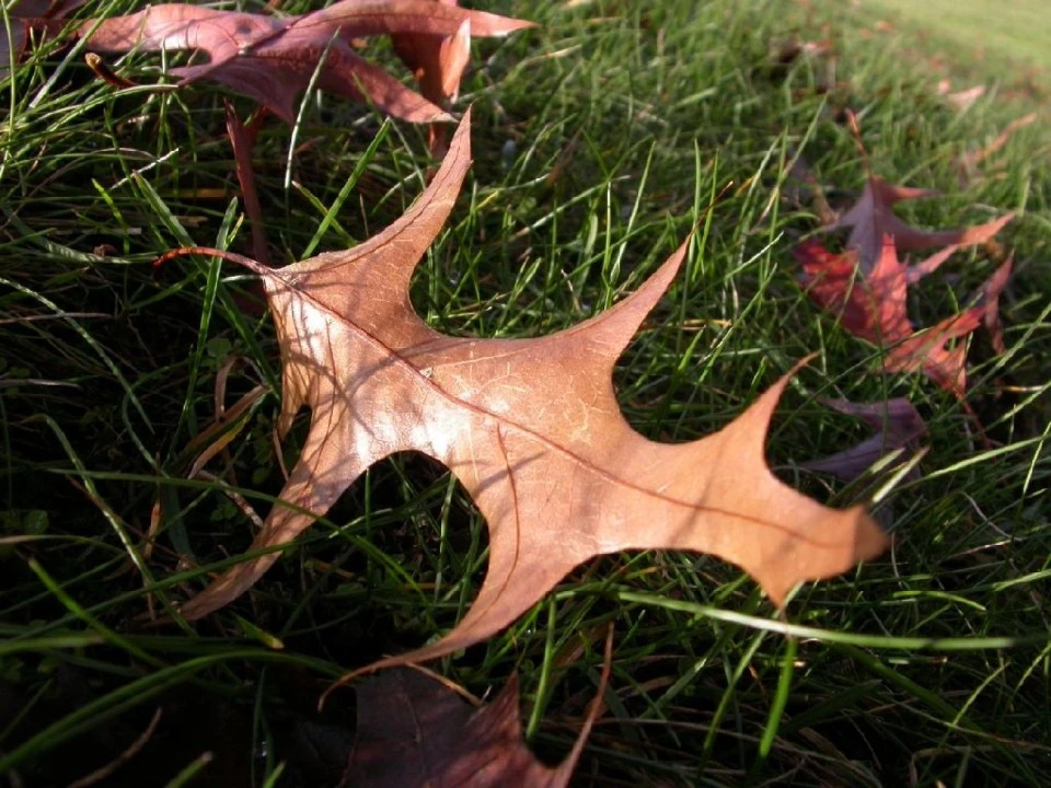 Leaf on a Hill