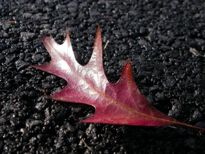 Solitary Leaf on Pavement