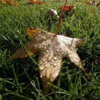 Water-Dappled Leaf