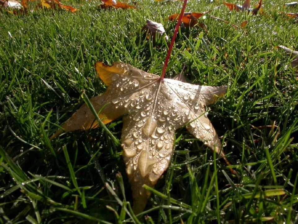 Water-Dappled Leaf