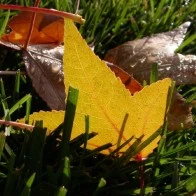 Colors of Fall