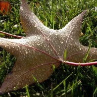 Water-Dappled Leaf