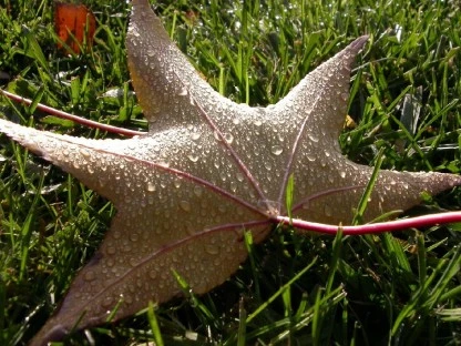 Water-Dappled Leaf