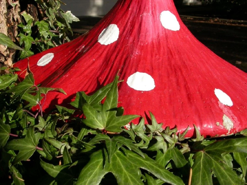 Polka Dotted Shrooms