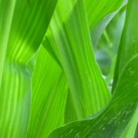 Corn Stalks