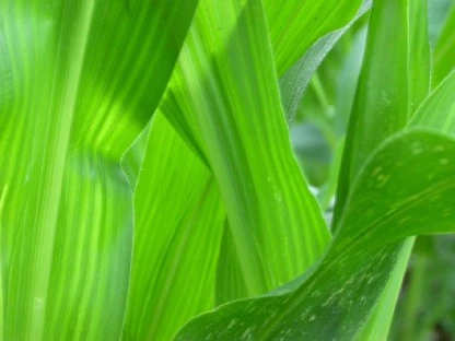 Corn Stalks