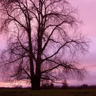 Tree at Sunset, Suavie Island