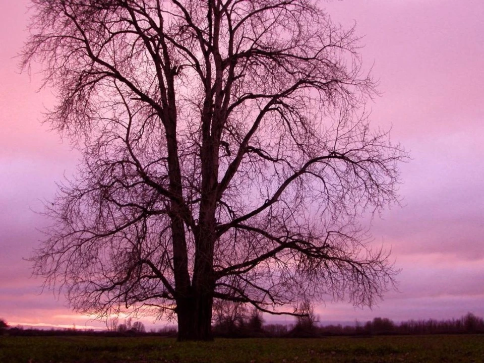 Tree at Sunset, Suavie Island