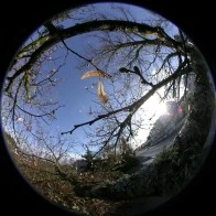 Brittle Wings on a Winter Maple