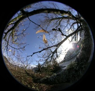 Brittle Wings on a Winter Maple