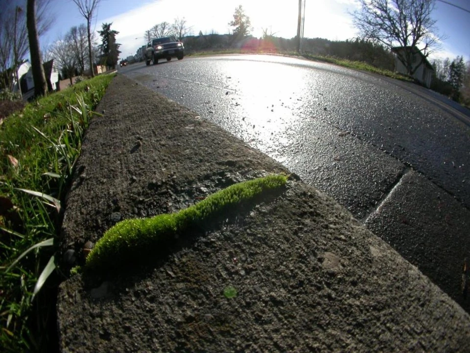 Wet Pavement on a Winter Day