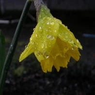 Cold Flower, Schoolyard