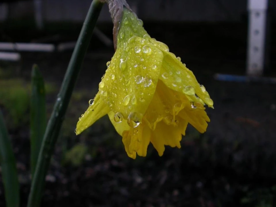 Cold Flower, Schoolyard