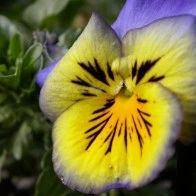 Pansy