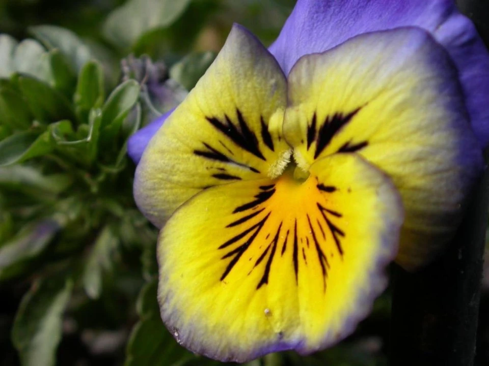 Pansy