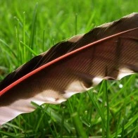 Feather on Lawn