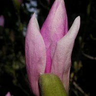 Magnolia Blossom at Dawn