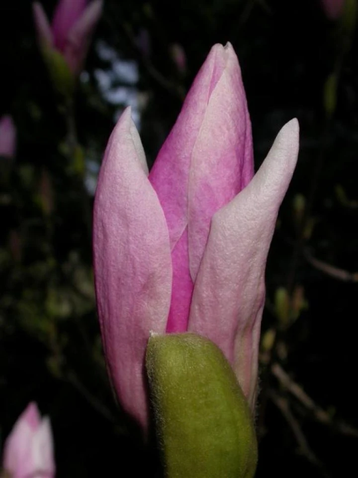 Magnolia Blossom at Dawn