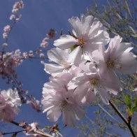 Cherry Blossoms