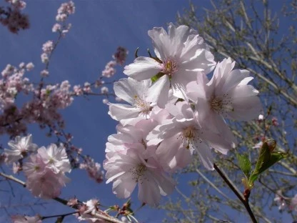 Cherry Blossoms