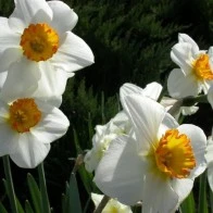 Daffodils