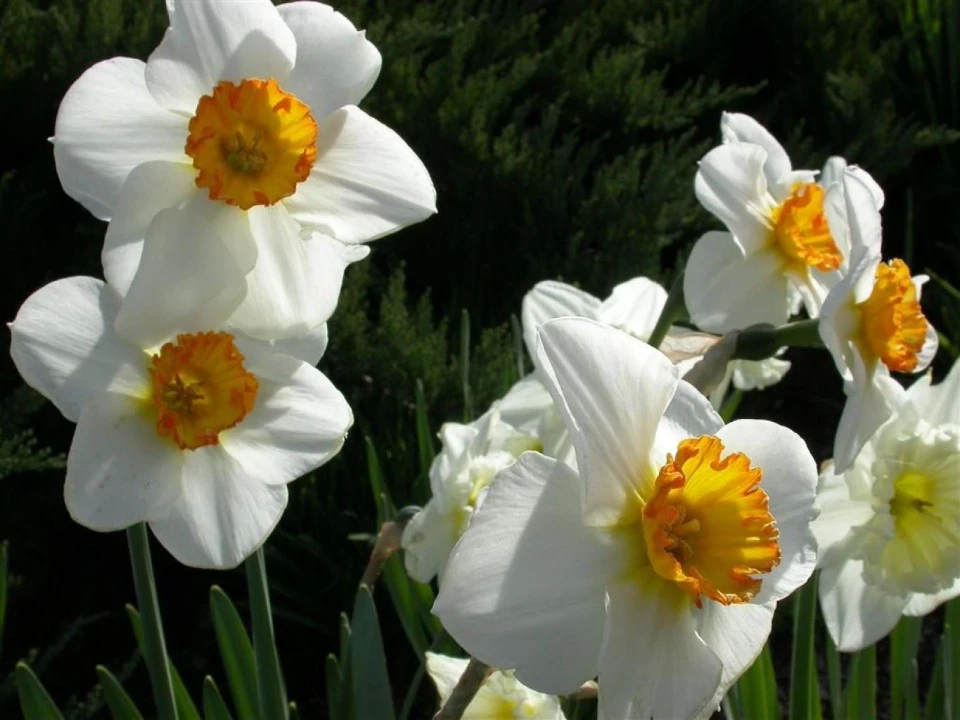 Daffodils