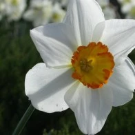 Daffodil