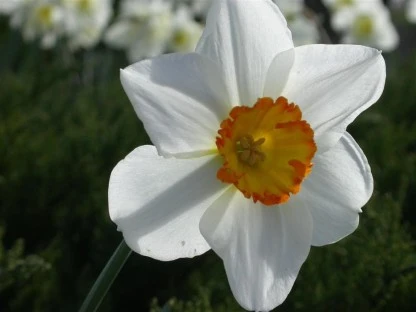 Daffodil