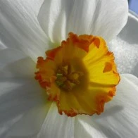 Daffodil