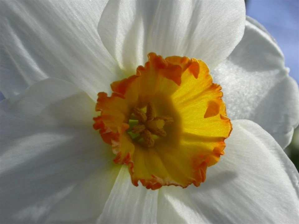 Daffodil