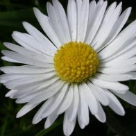 Daisy