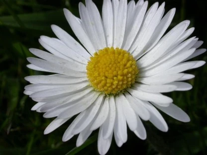 Daisy