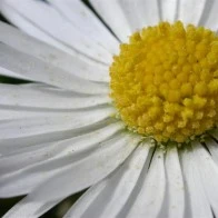 Daisy (Close)