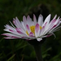 Purple-Tipped Daisy