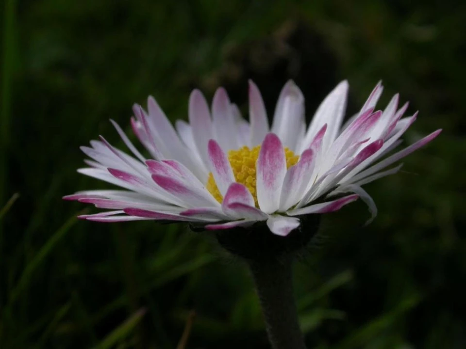 Purple-Tipped Daisy