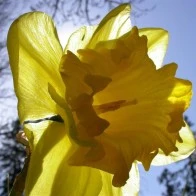 Spring Tulip, Ryan's Yard