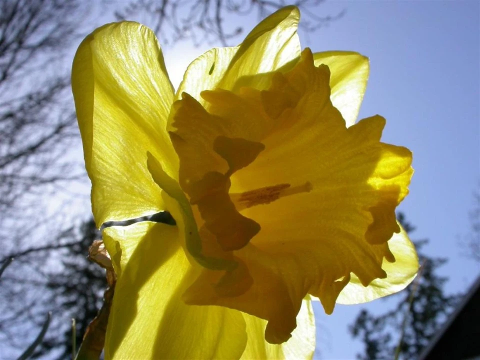 Spring Tulip, Ryan's Yard