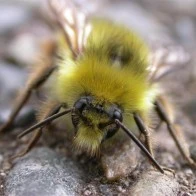 Golden Northern Bumblebee