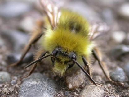 Golden Northern Bumblebee