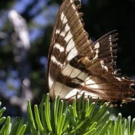 Butterfly, Mount Hood Wilderness