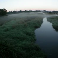 Wetlands Under Bridge