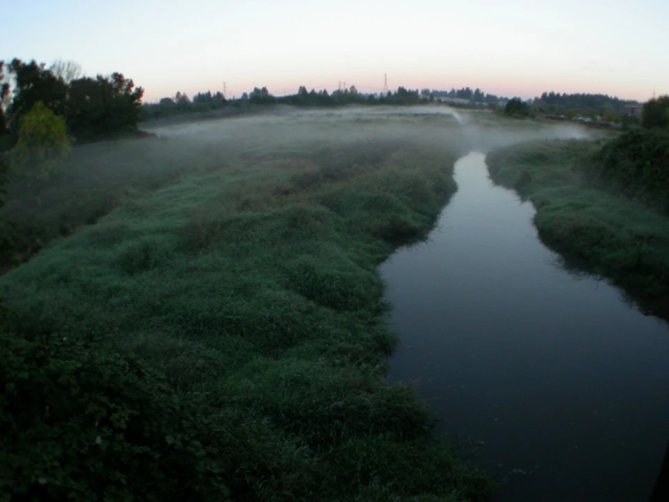 Wetlands Under Bridge