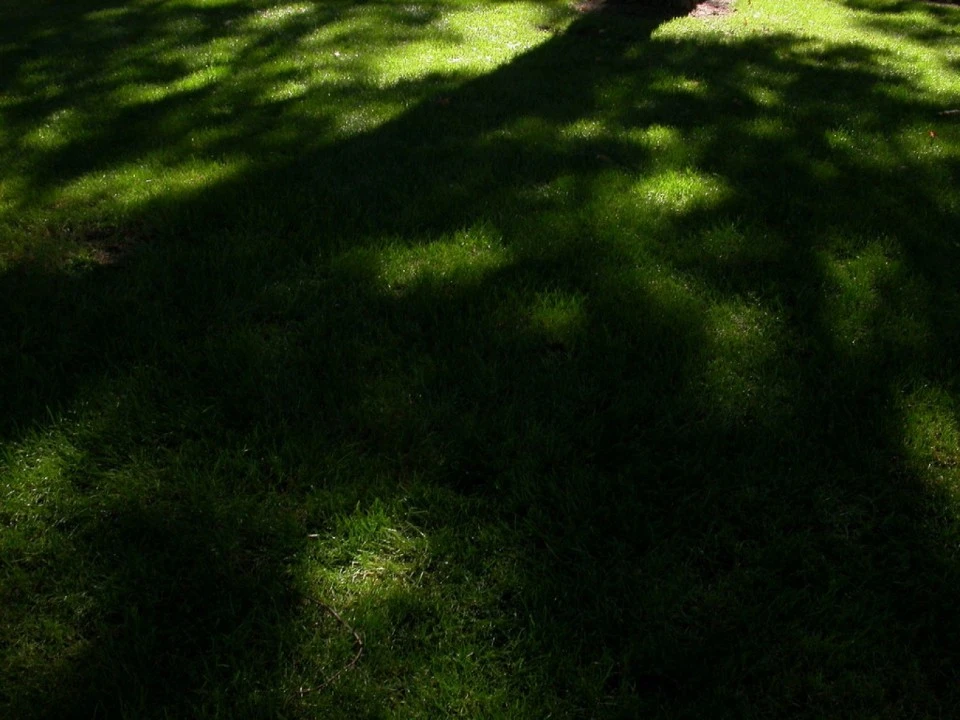 Warm Sun on a Shaded Lawn