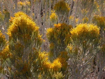 Golden Desert Blooms