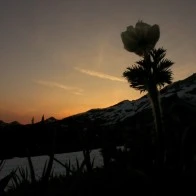 Mount Rainier at Sunset