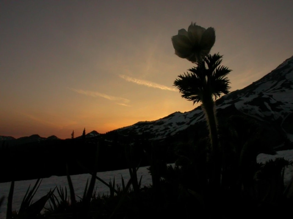 Mount Rainier at Sunset