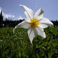 Avalanche Lily on a Gusty Afternoon