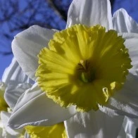 Daffodil