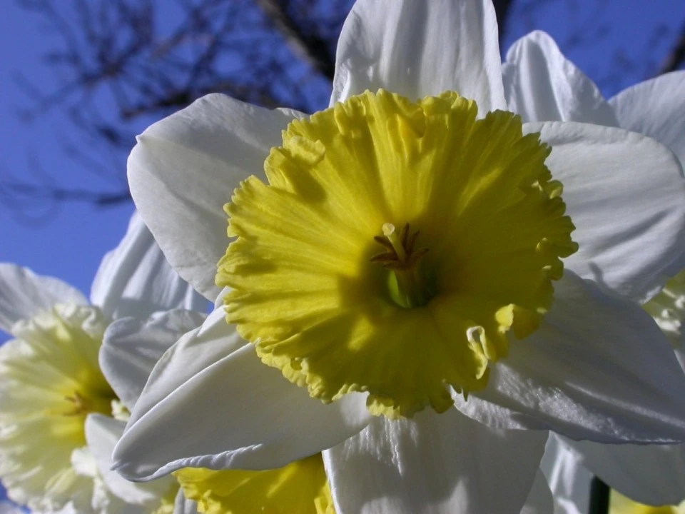 Daffodil