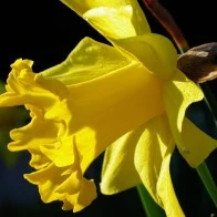 Daffodil